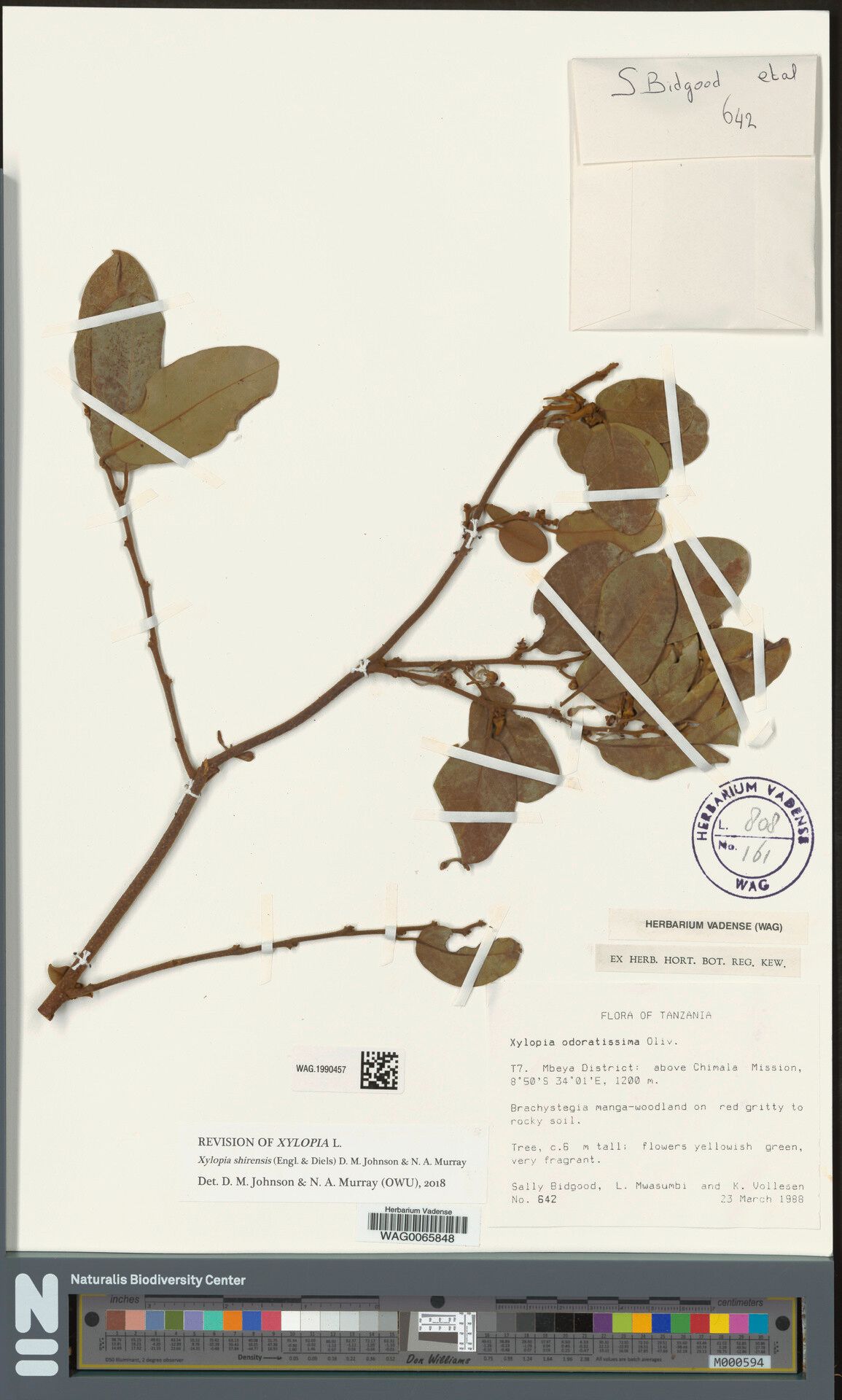 Xylopia shirensis — houseplant care guide