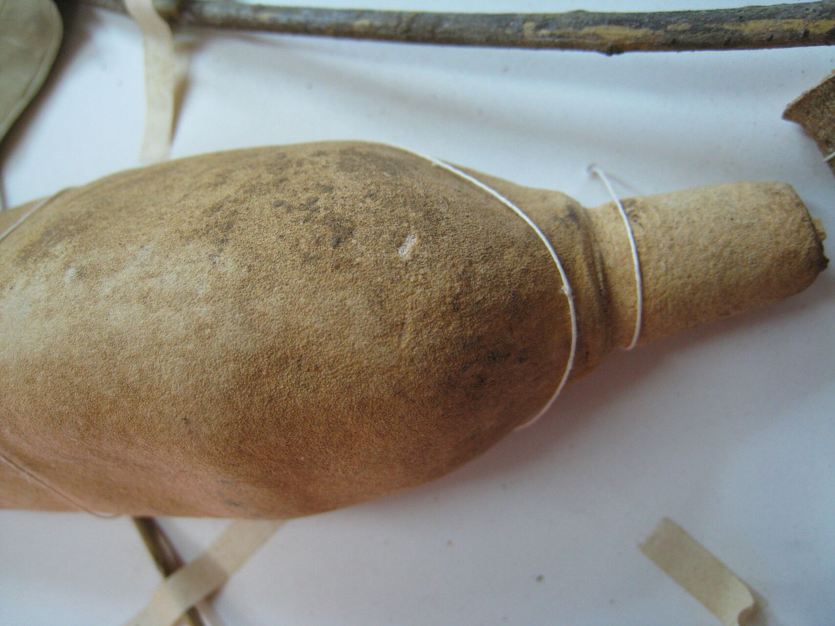 Tontelea cylindrocarpa other