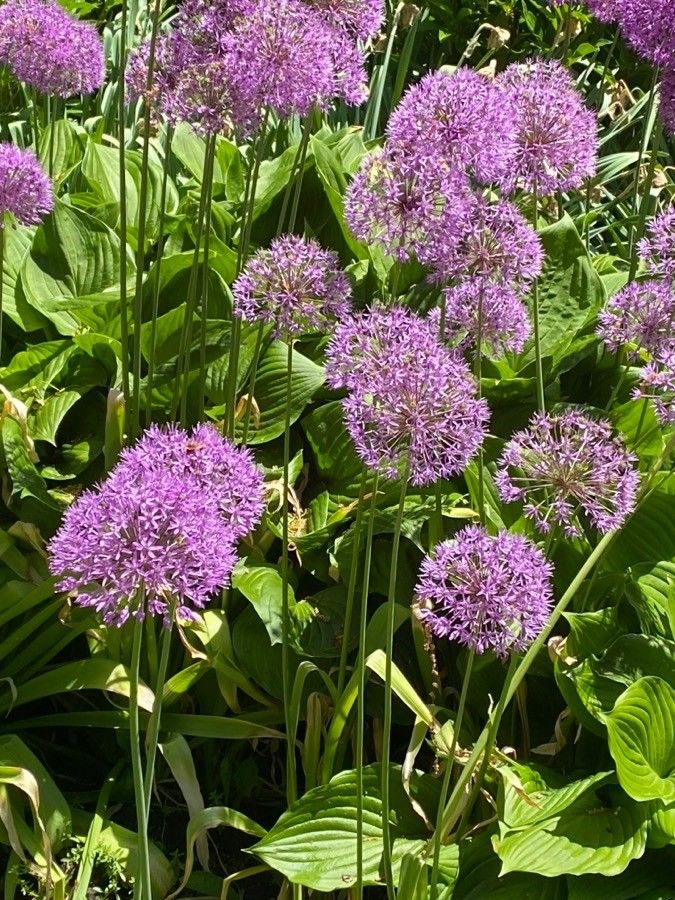 Allium aflatunense flower