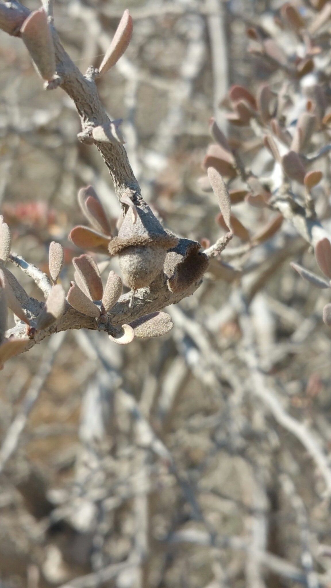 Diospyros humbertiana fruit