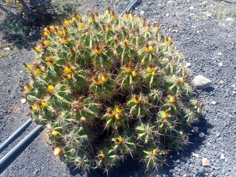 Ferocactus robustus flower