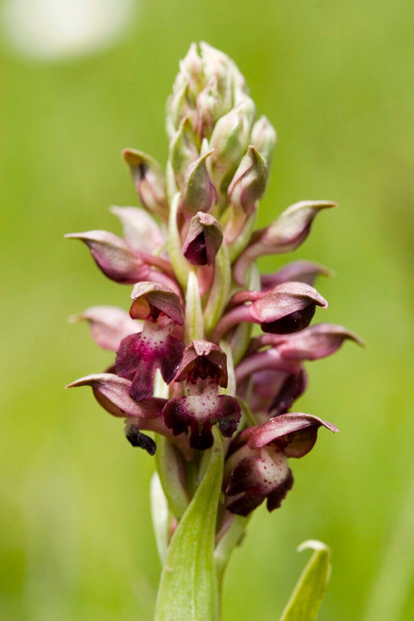 Anacamptis coriophora flower