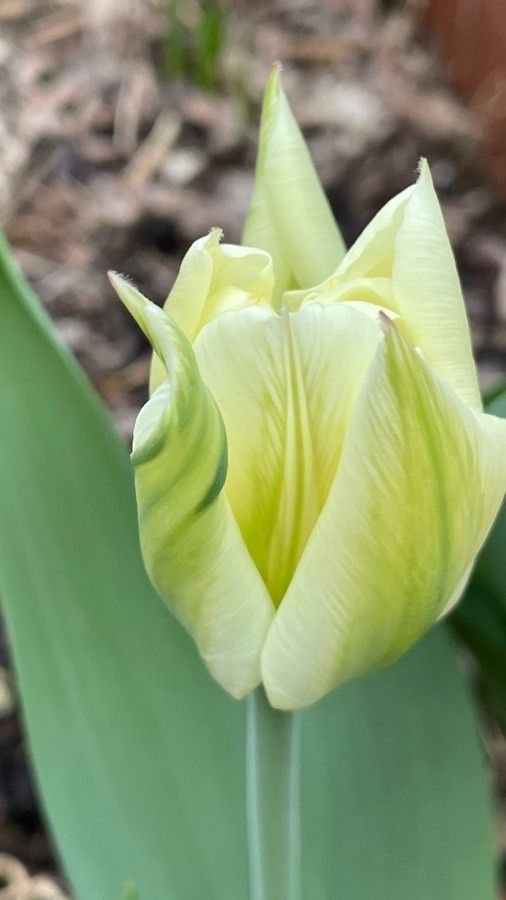Tulipa marjolleti flower