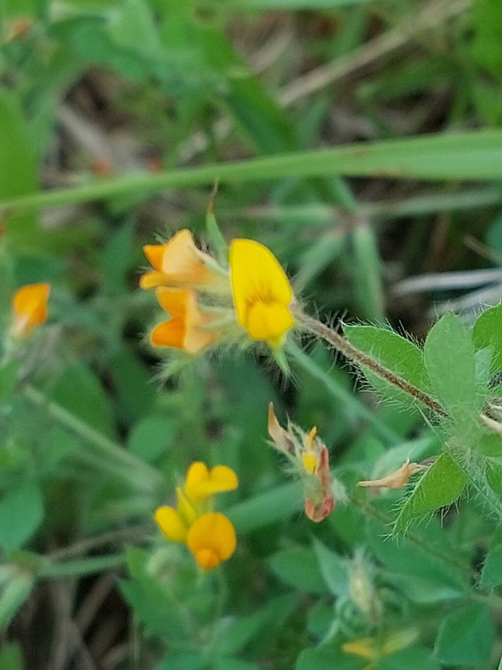 Lotus subbiflorus — search result for 'Lotus'