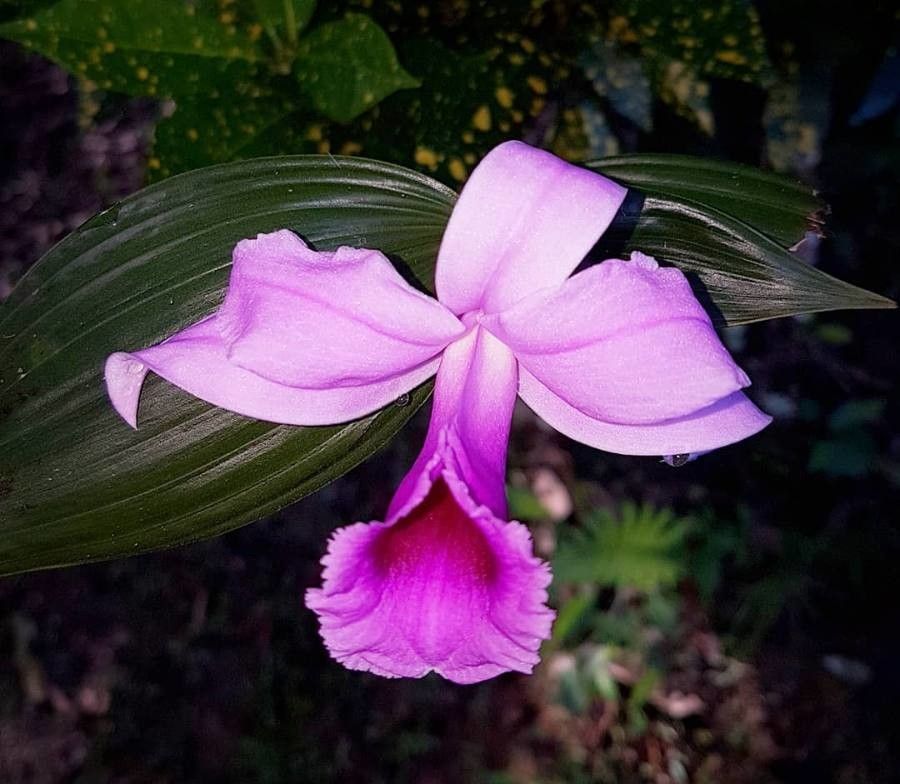 Sobralia decora flower