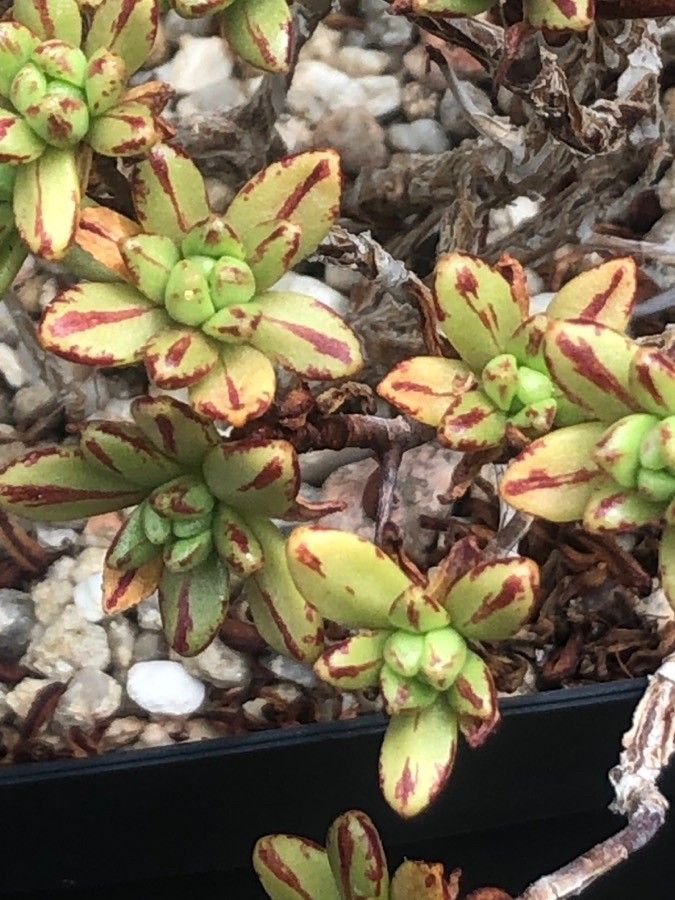 Aeonium sedifolium leaf