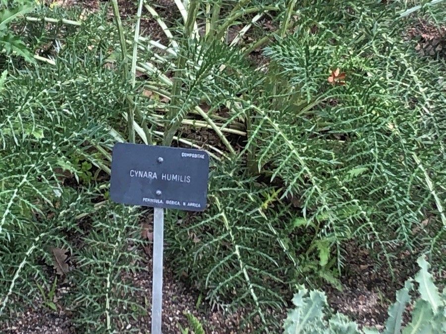 Cynara humilis leaf