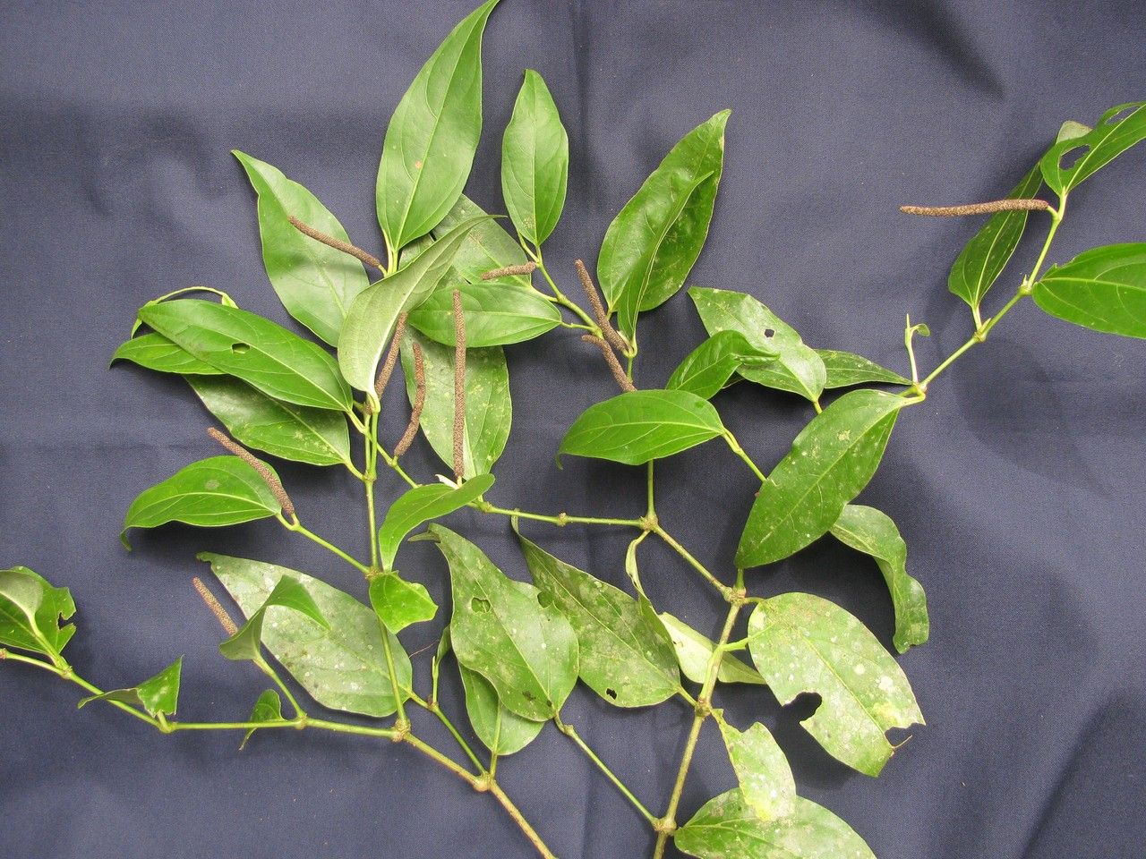 Piper asymmetricum other