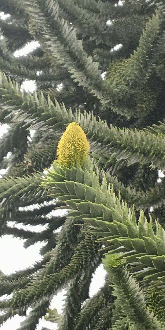 Araucaria araucana flower