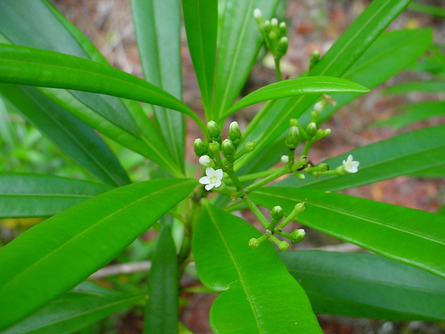 Rauvolfia semperflorens — search result for 'Rauvolfia'
