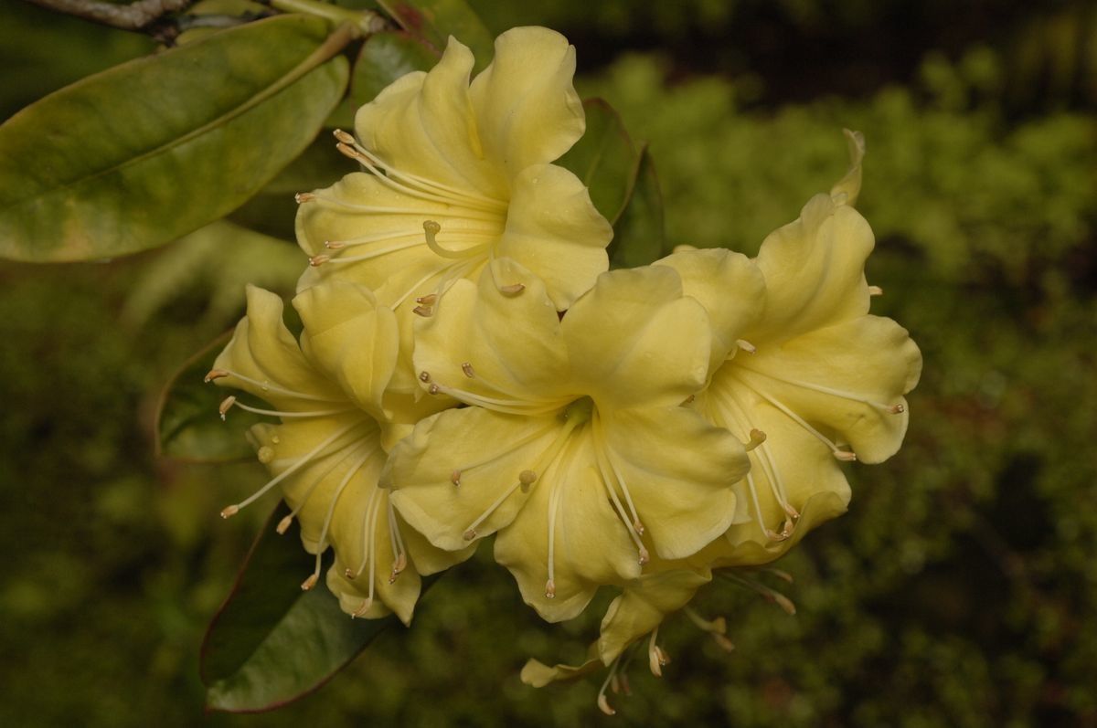 Rhododendron sessilifolium flower