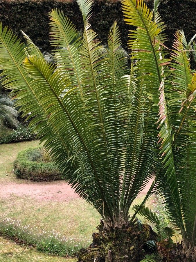 Dioon mejiae habit