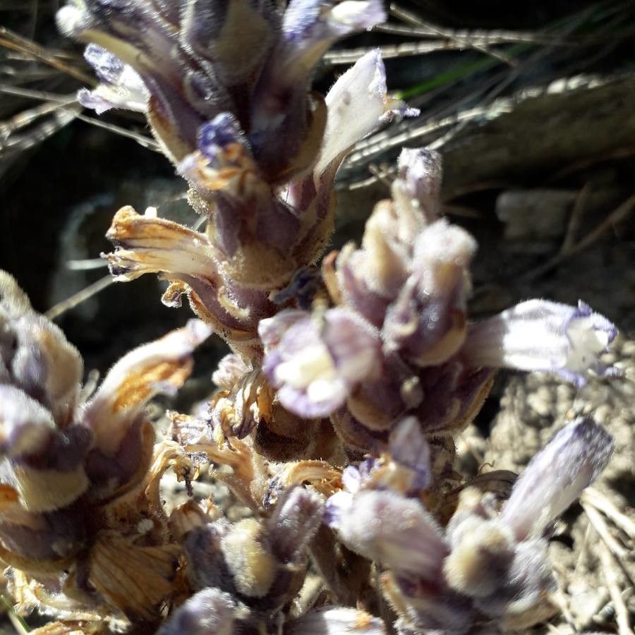 Phelipanche rosmarina flower