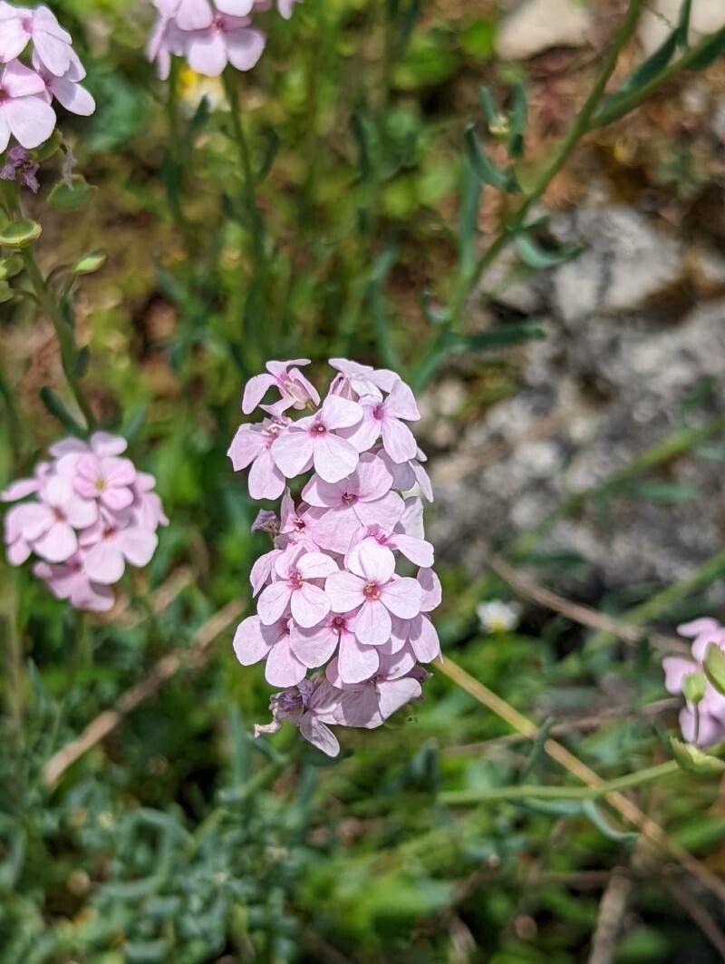 Aethionema grandiflorum flower
