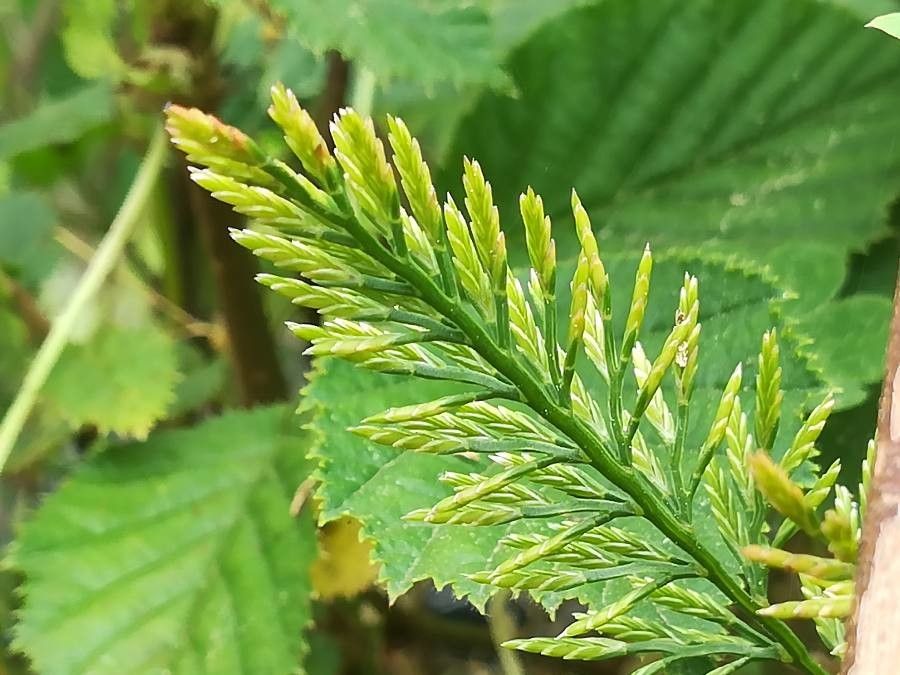 Catapodium rigidum flower