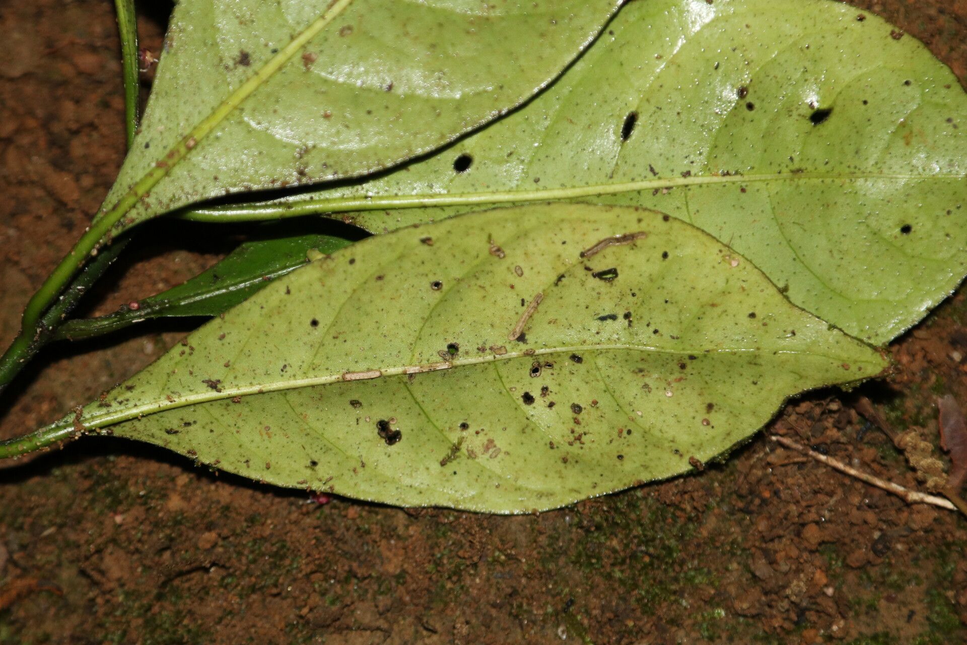 Psychotria champluvierae — houseplant care guide