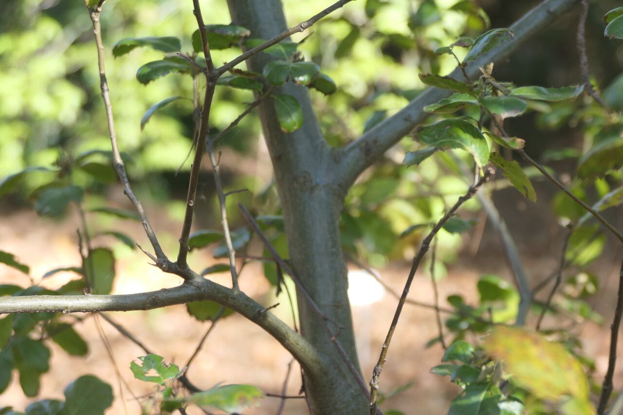 Quercus parvula bark