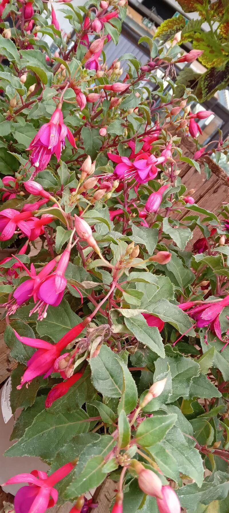 Fuchsia spp. habit