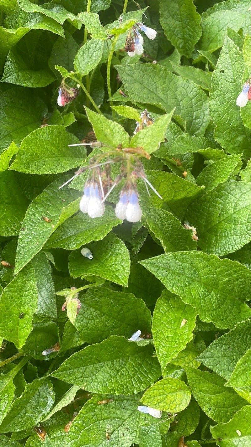 Symphytum × hidcotense leaf