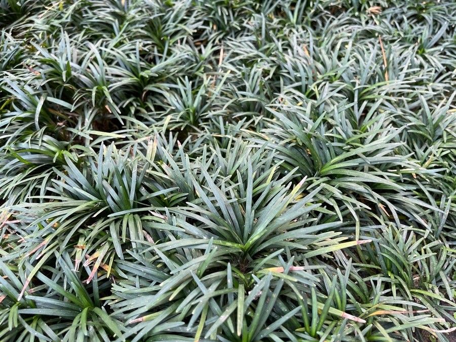 Ophiopogon intermedius leaf
