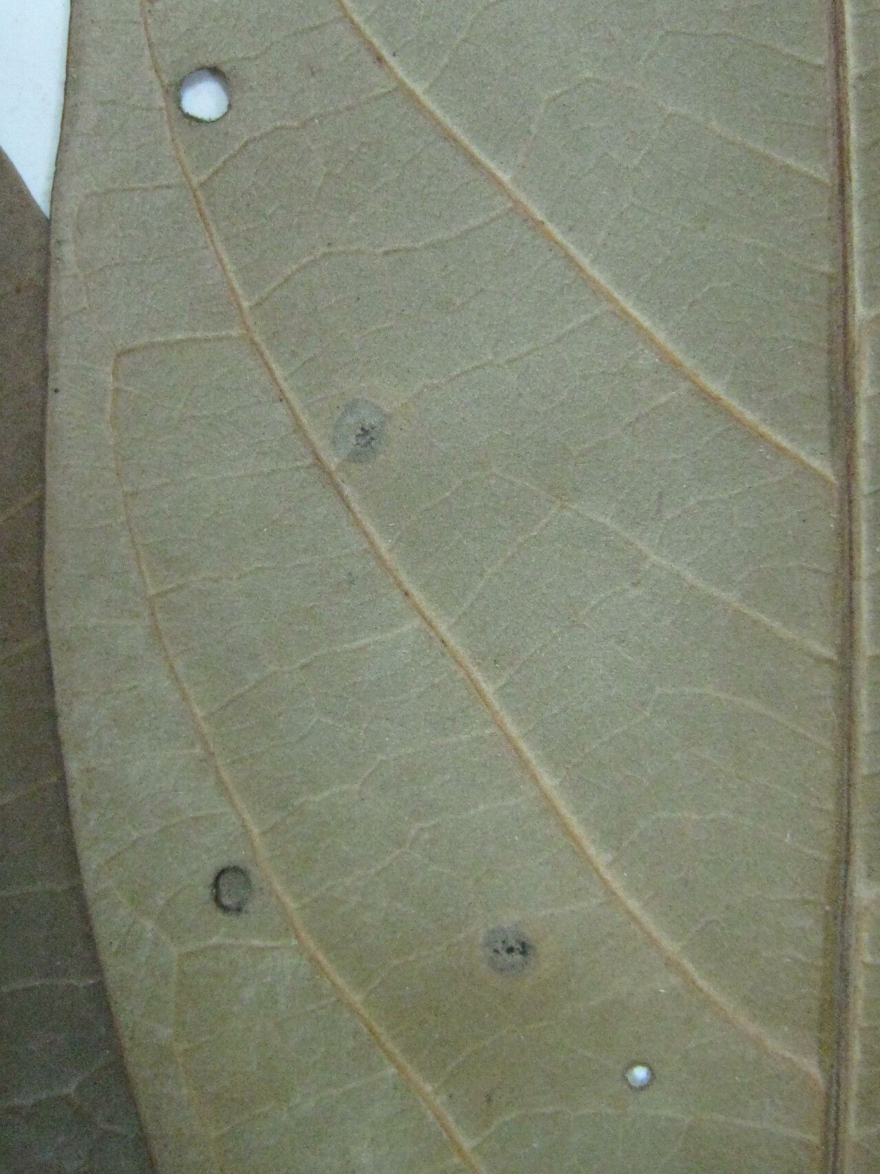 Ocotea leucoxylon other