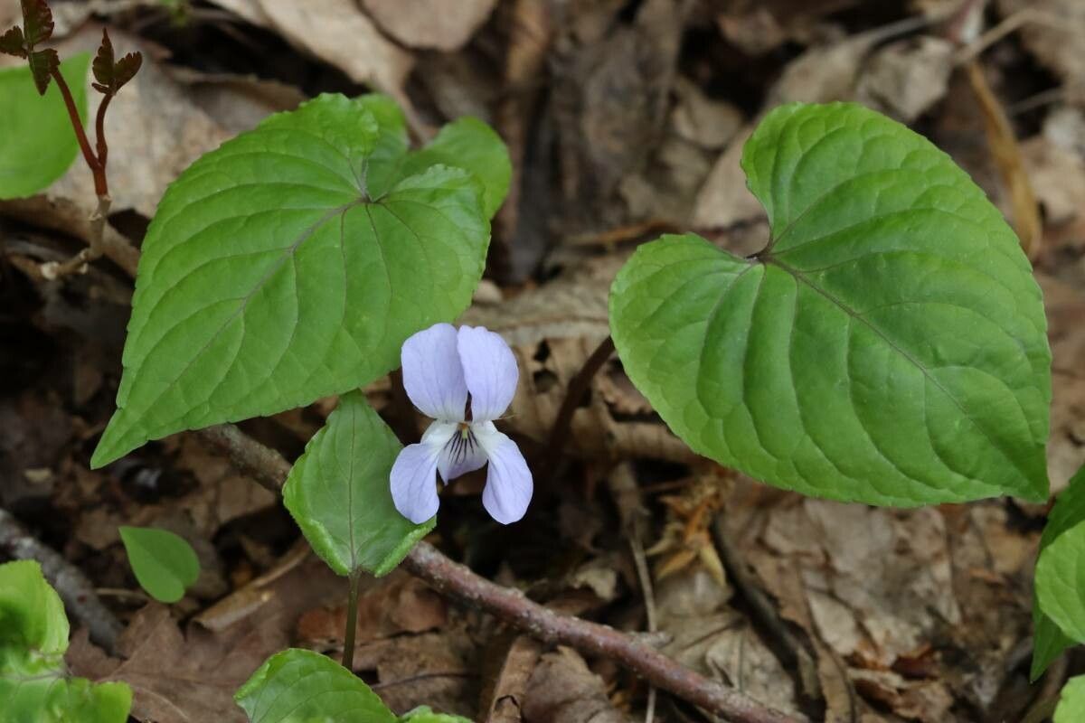 Viola vaginata — houseplant care guide