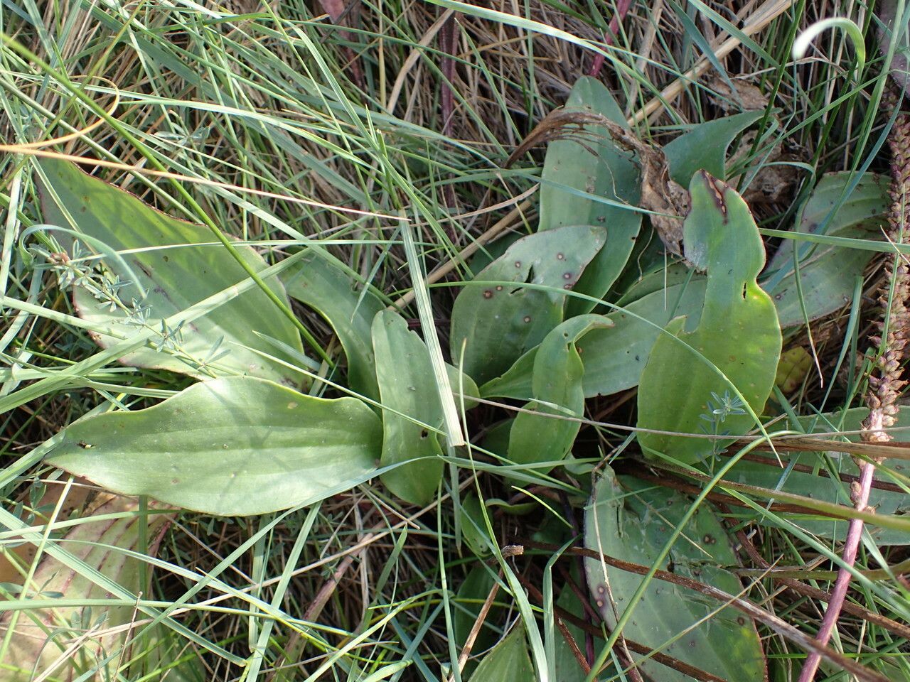 Plantago cornuti — houseplant care guide