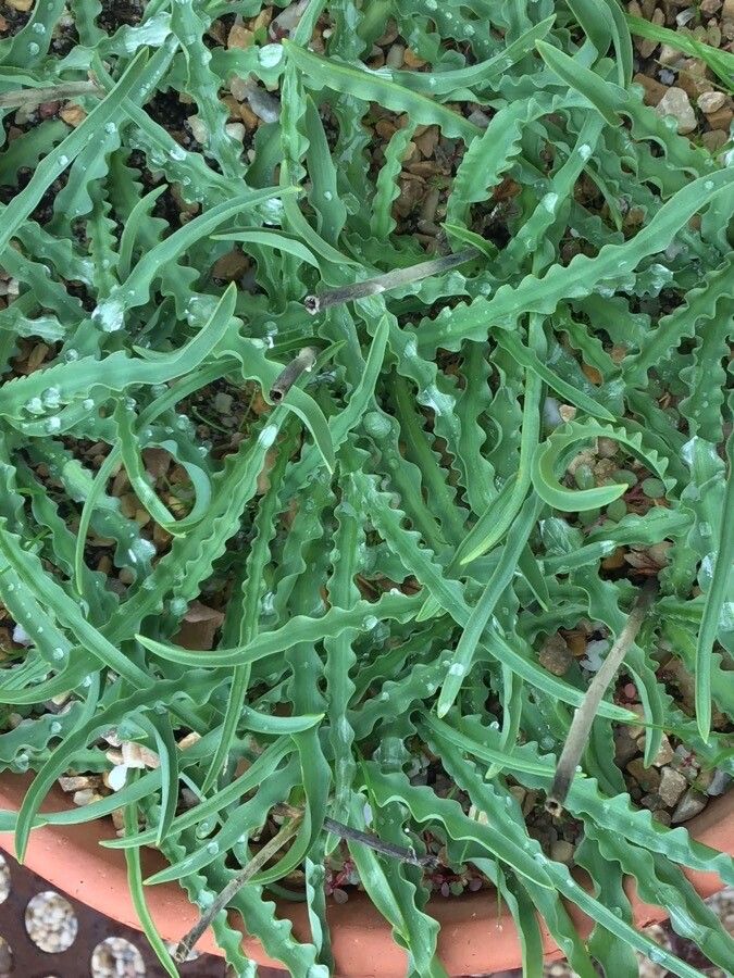 Drimia undata — search result for 'Drimia'