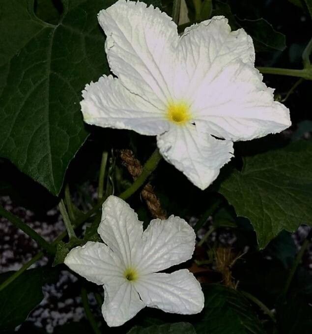 Trichosanthes costata flower