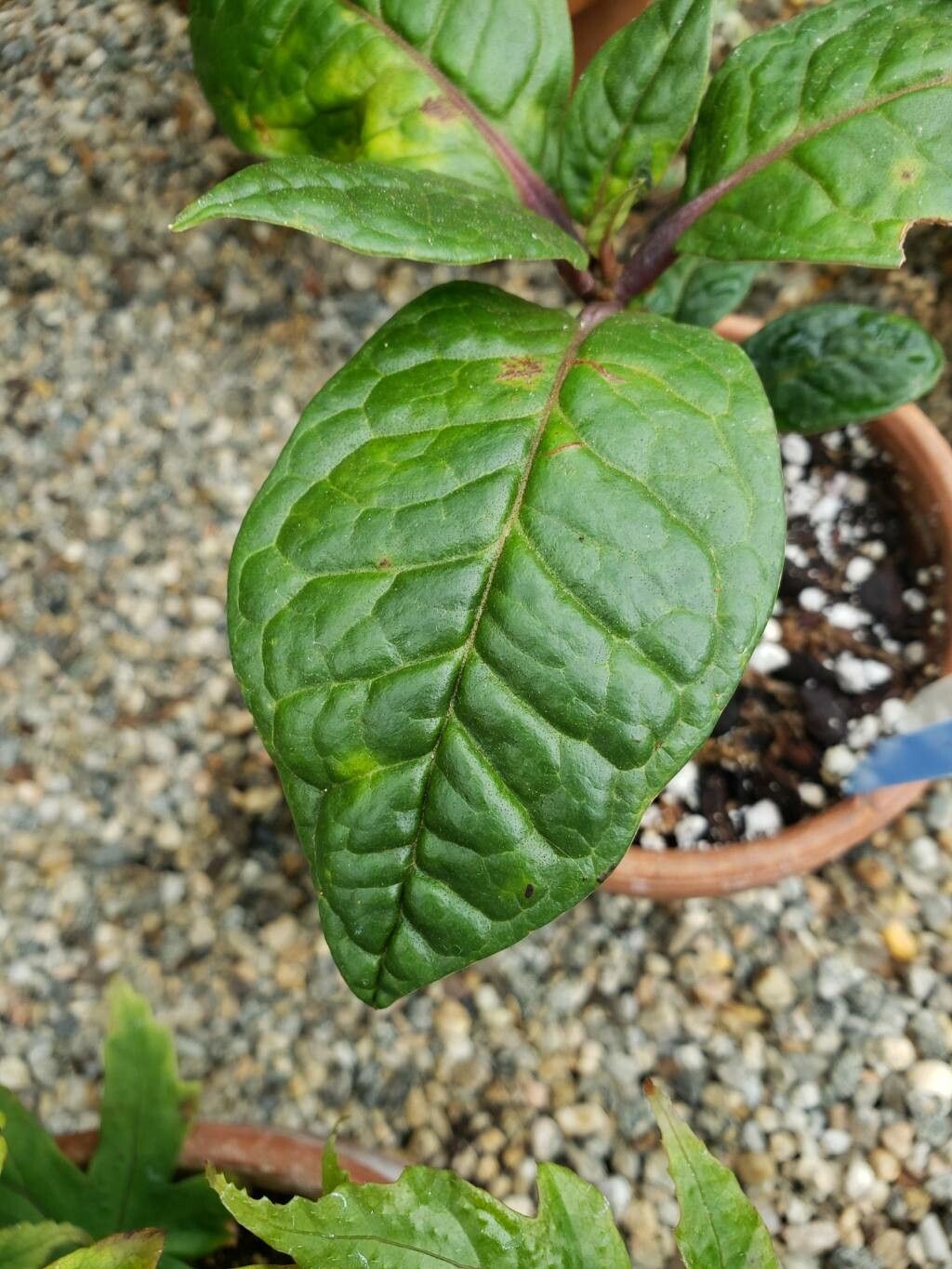 Rhododendron alborugosum leaf