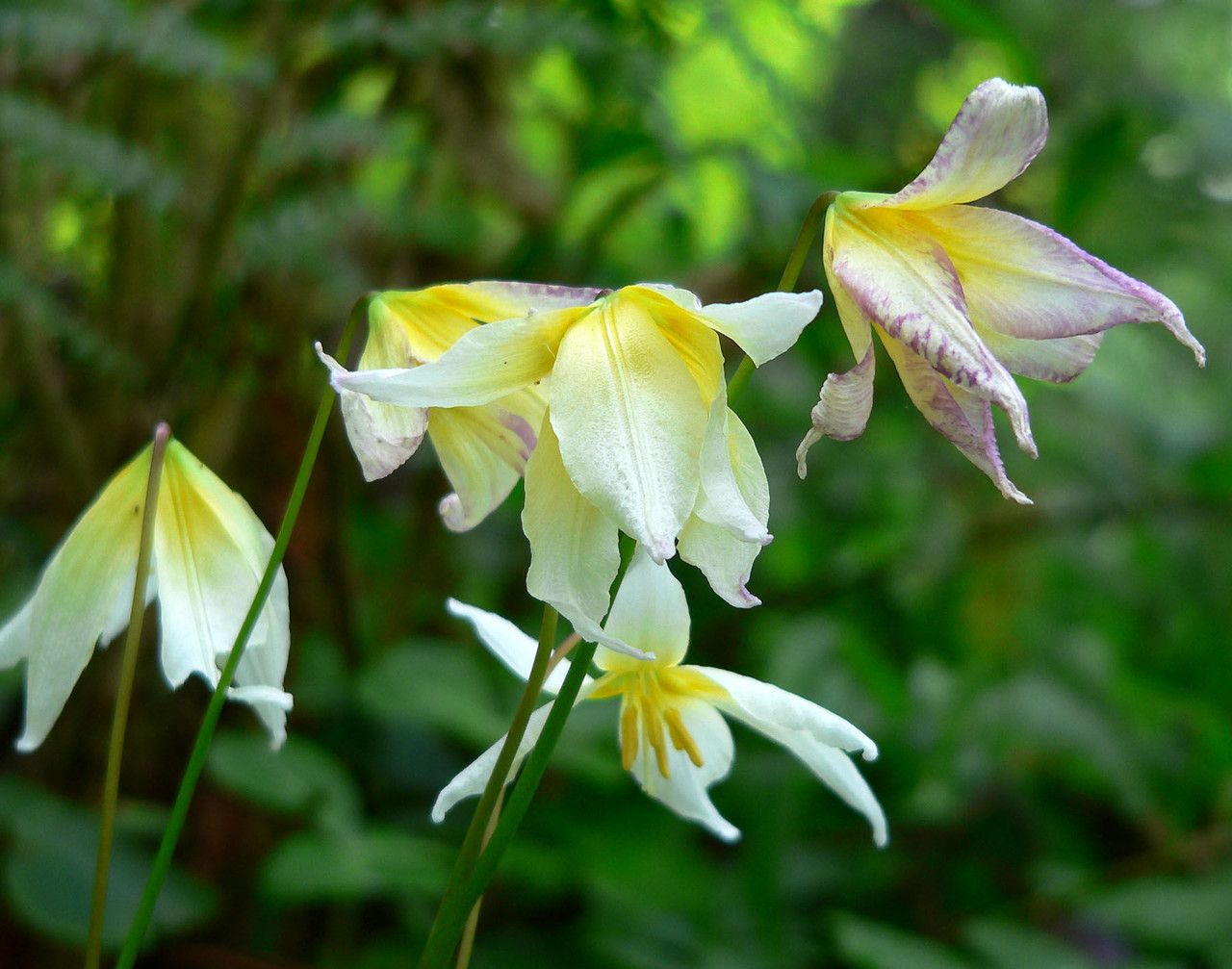 Erythronium helenae — search result for 'Erythronium'
