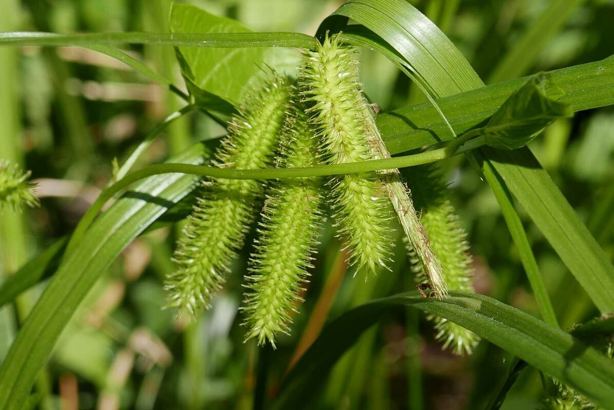 Carex typhina fruit