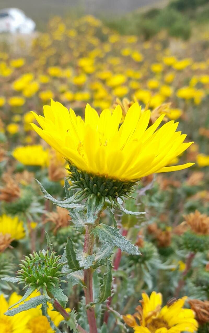 Grindelia boliviana flower