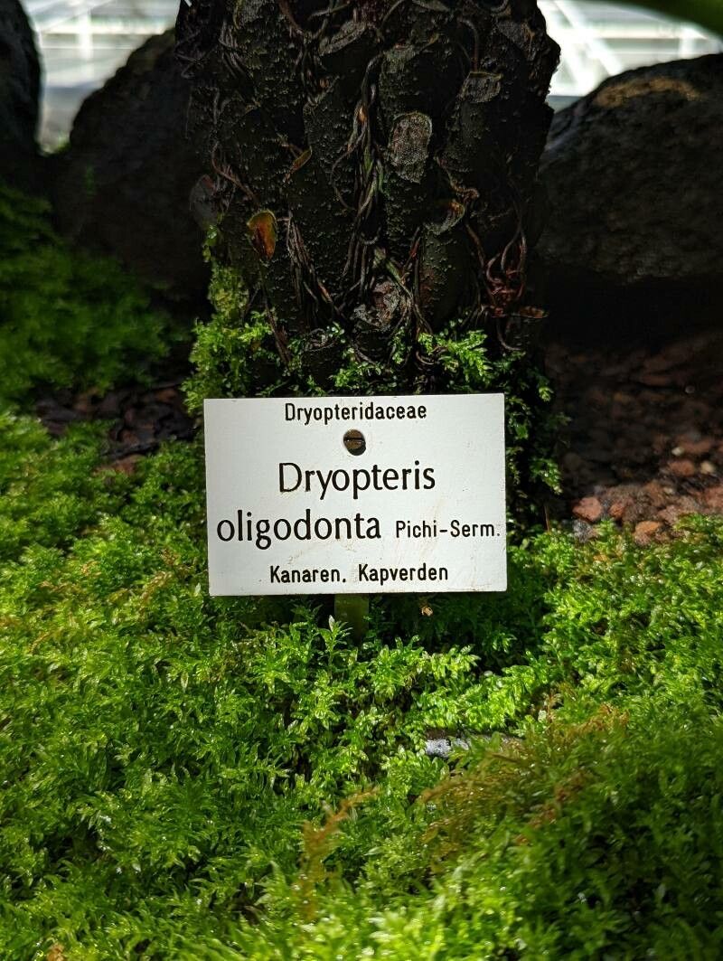 Dryopteris oligodonta bark