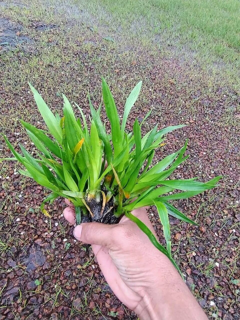 Blyxa octandra — houseplant care guide