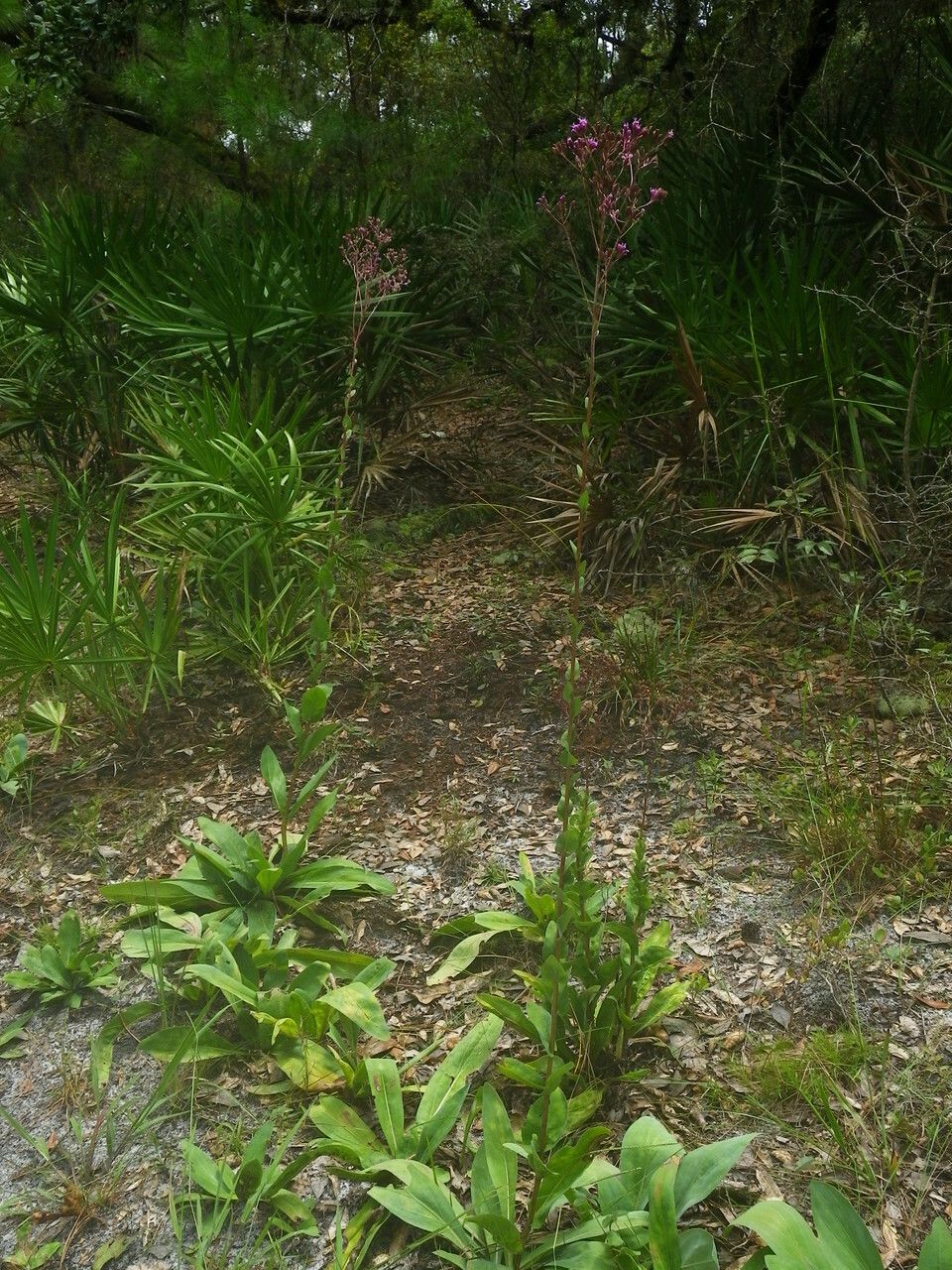 Carphephorus odoratissimus habit