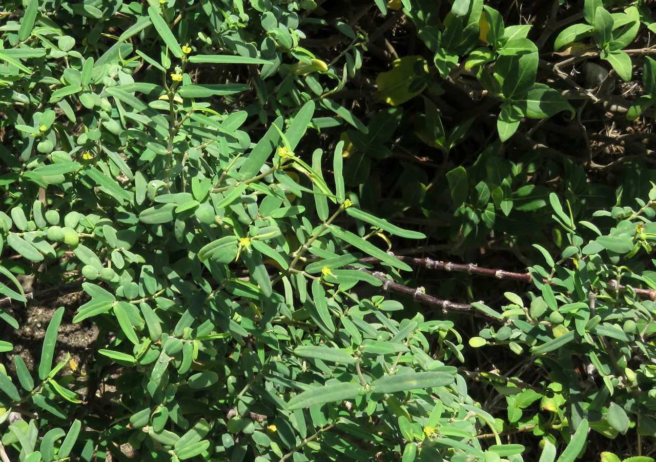 Euphorbia articulata — houseplant care guide