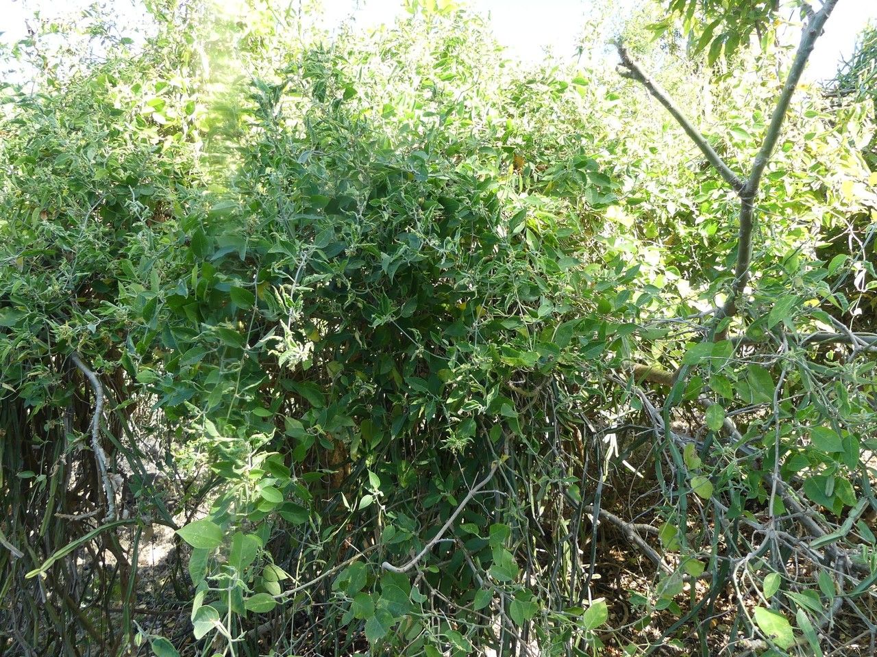 Leptadenia madagascariensis habit