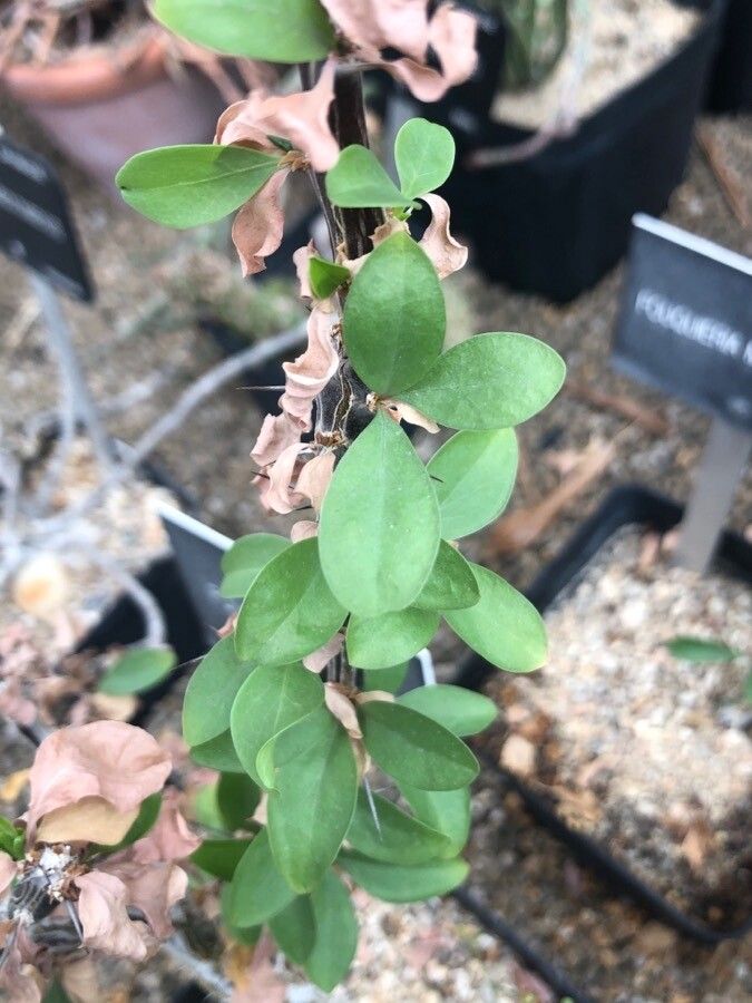 Fouquieria diguetii — related species from the same genus