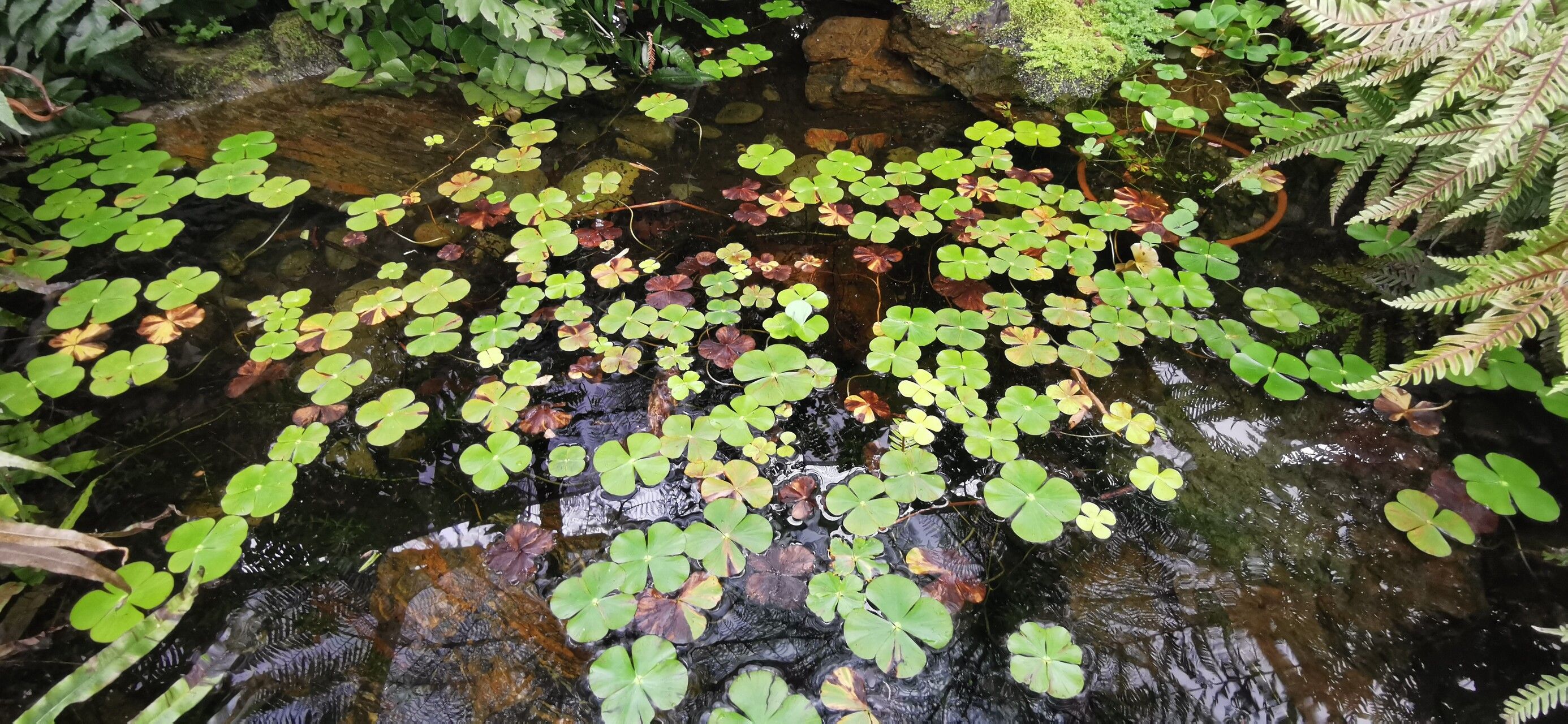 Marsilea drummondii leaf