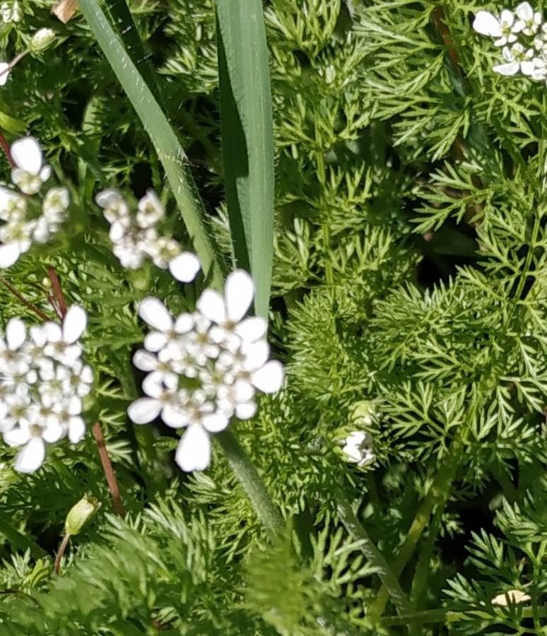 Scandix balansae — related species from the same genus