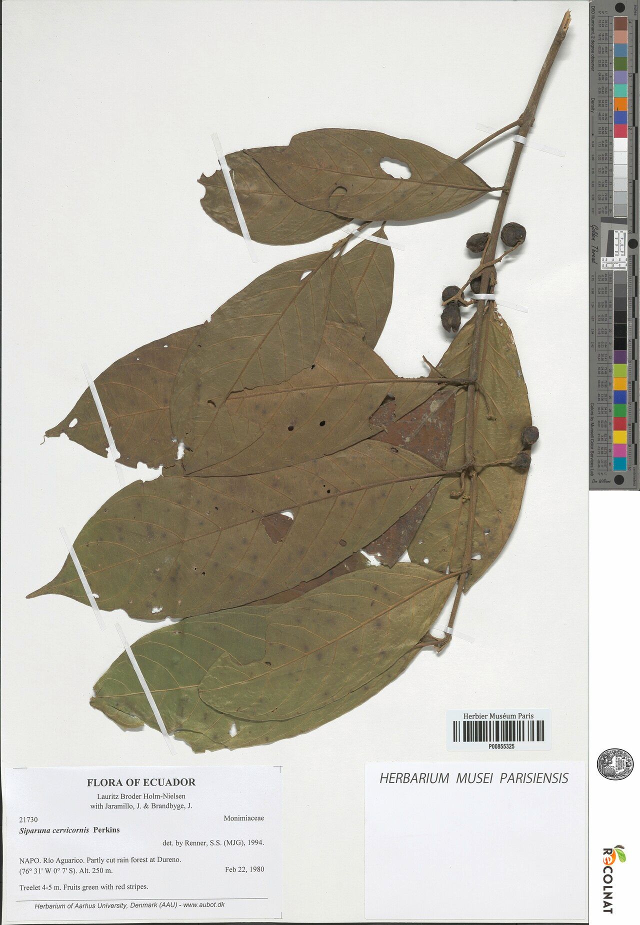 Siparuna cervicornis fruit