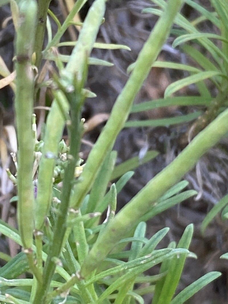 Erysimum arbuscula fruit