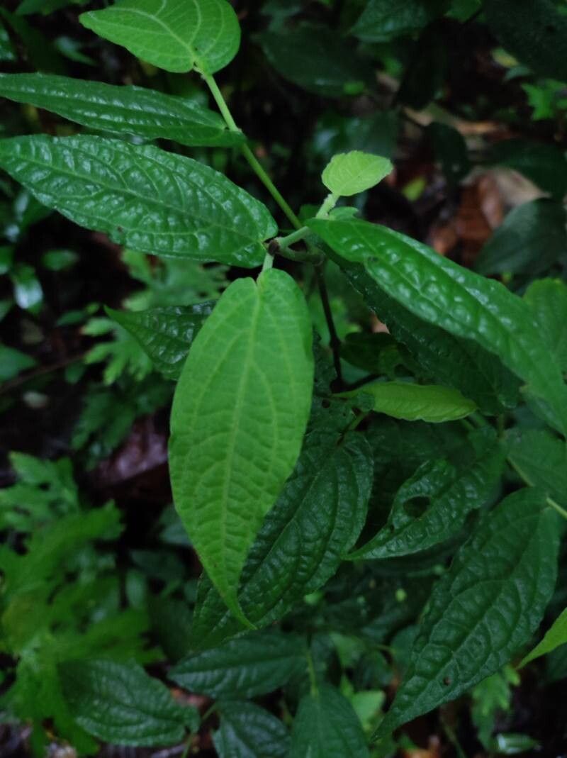 Piper obscurifolium — houseplant care guide