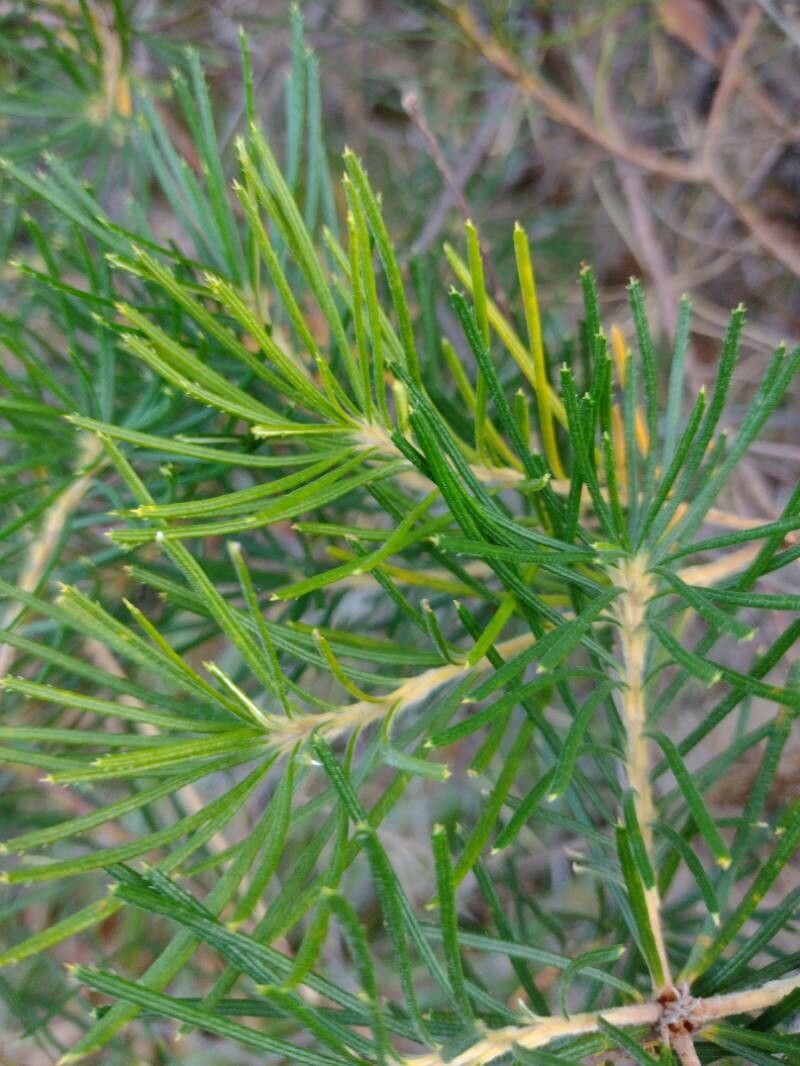 Banksia spinulosa — search result for 'Proteaceae'