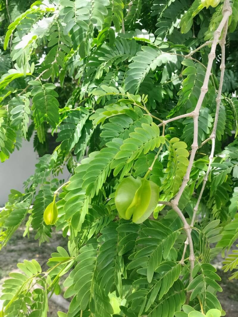 Plectrocarpa arborea fruit