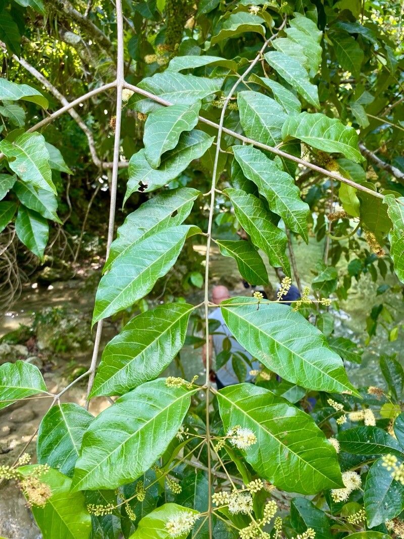 Combretum laxum — houseplant care guide