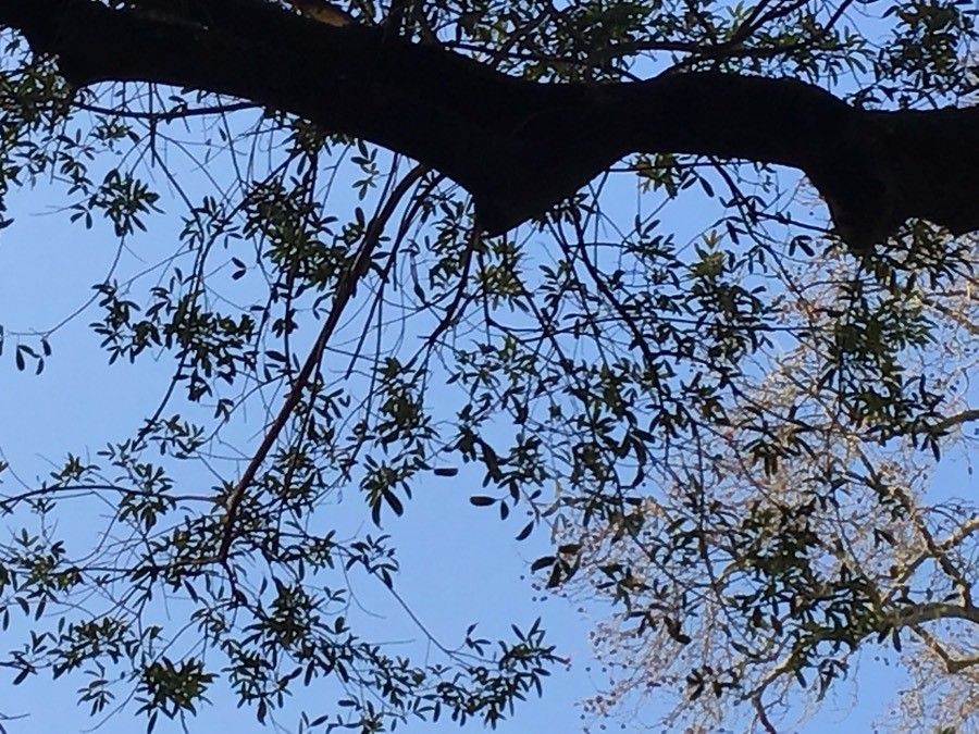 Lithraea molleoides — search result for 'Uruguay'