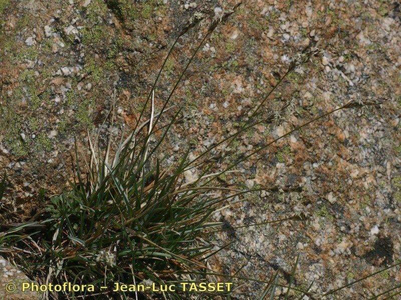 Sesleria insularis habit