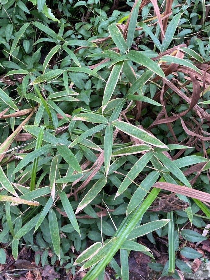 Pleioblastus viridistriatus leaf